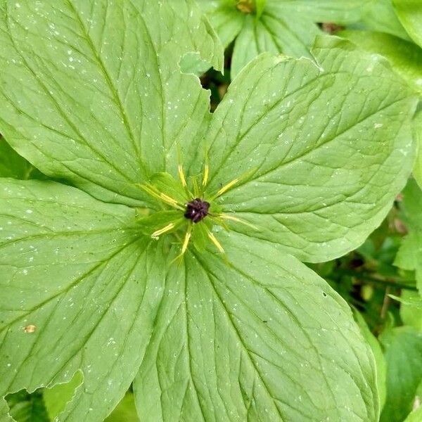 Paris quadrifolia Flor