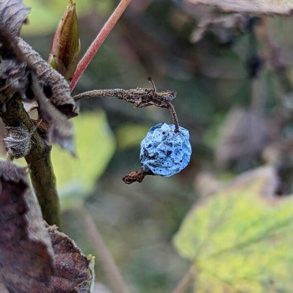 Ribes sanguineum Frugt