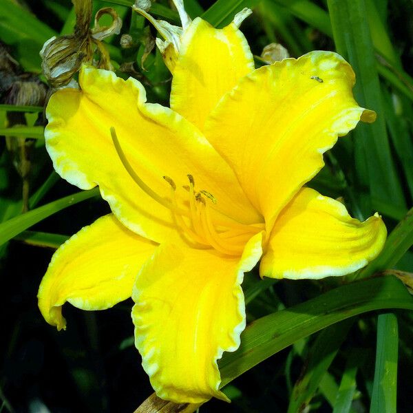 Hemerocallis lilioasphodelus Žiedas