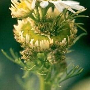 Matricaria chamomilla Blüte