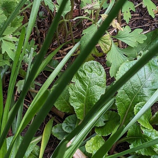 Allium senescens Folio