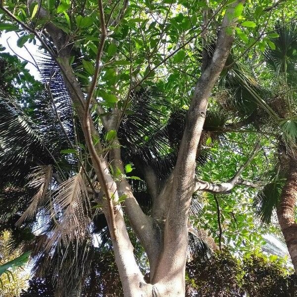 Ficus lutea Habit