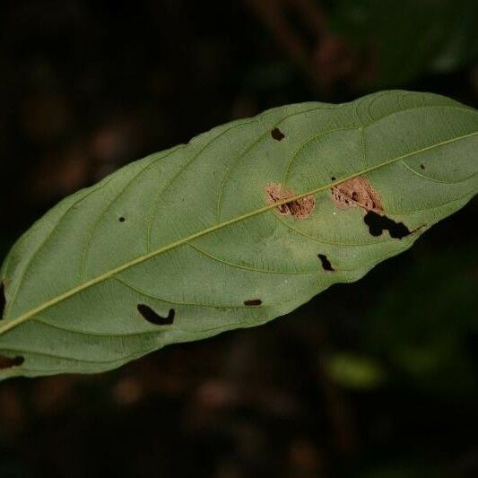 Ryania speciosa Leaf