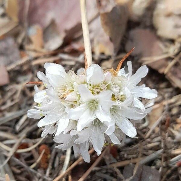 Armeria arenaria Blomst