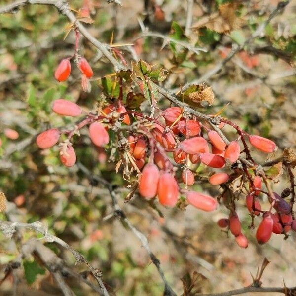 Berberis vulgaris Fruto