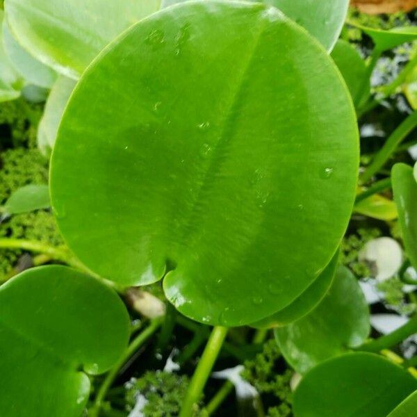 Hydrocleys nymphoides Feuille