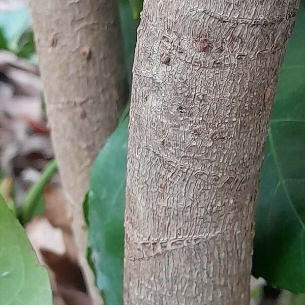 Fatsia japonica Кора