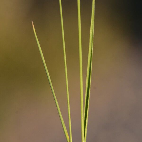 Agrostis canina Leaf