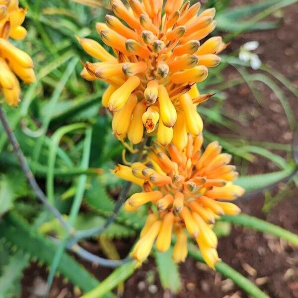 Aloe camperi ফুল