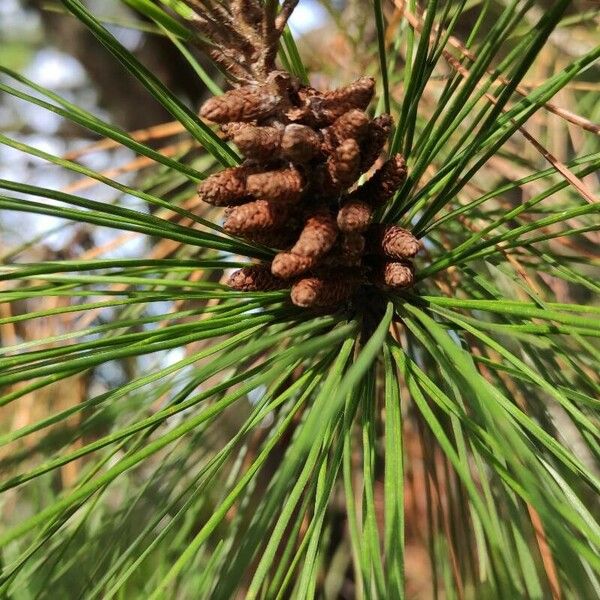 Pinus radiata फूल