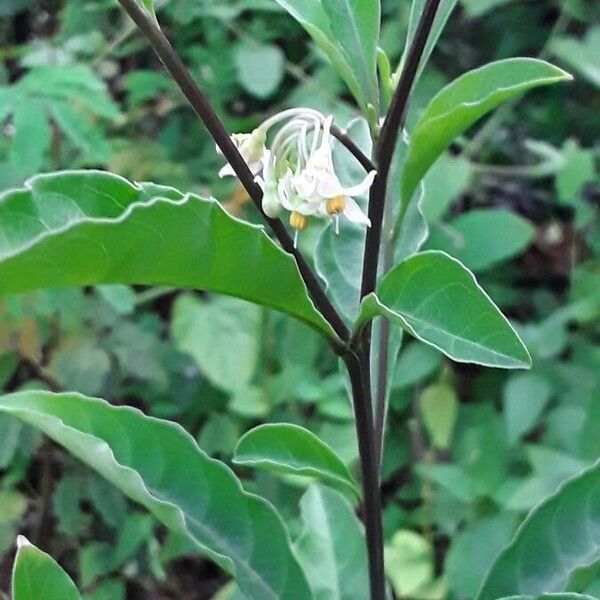 Solanum diphyllum Kvet