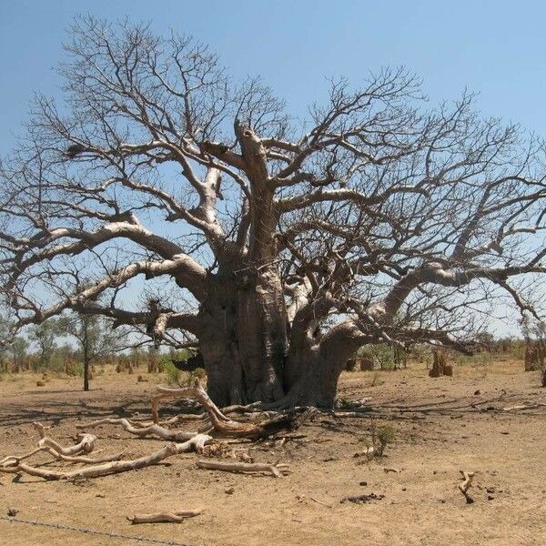 Adansonia digitata 树皮