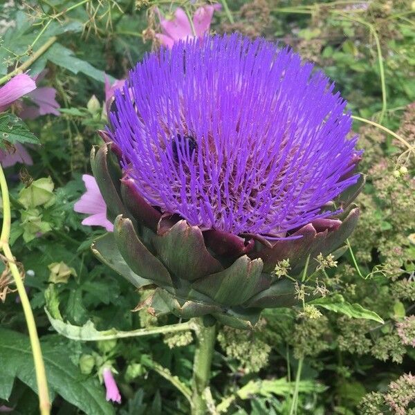 Cynara cardunculus Žiedas