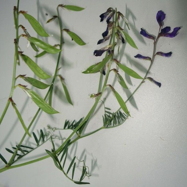 Vicia onobrychioides Fruto