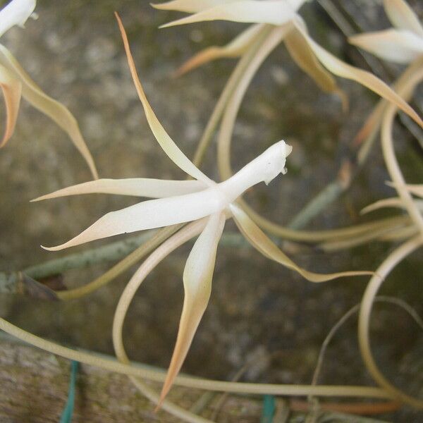 Aerangis bouarensis 花