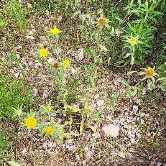 Pallenis spinosa Blüte