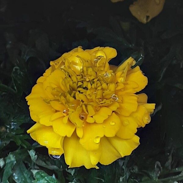 Tagetes erecta Kwiat