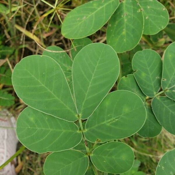 Senna obtusifolia फूल