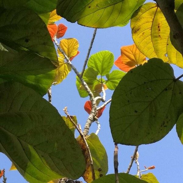 Ficus auriculata Yaprak