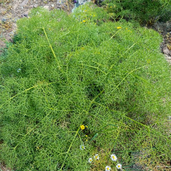 Prangos ferulacea Leaf