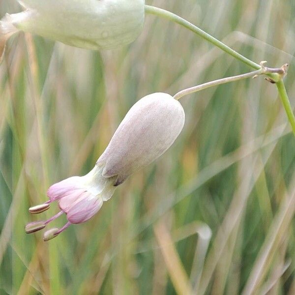 Silene vulgaris Blüte