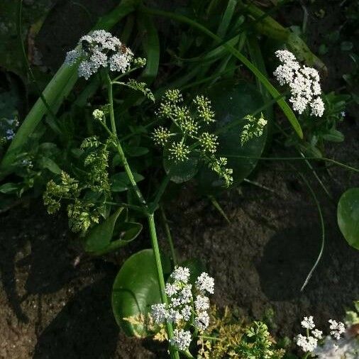 Oenanthe aquatica Blüte