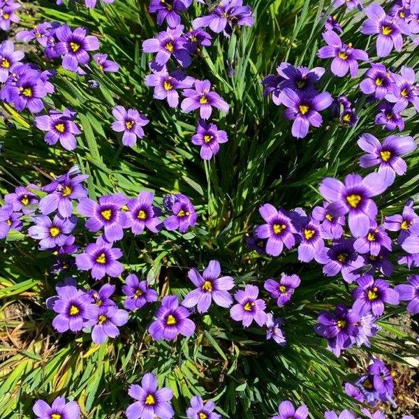 Sisyrinchium angustifolium फूल