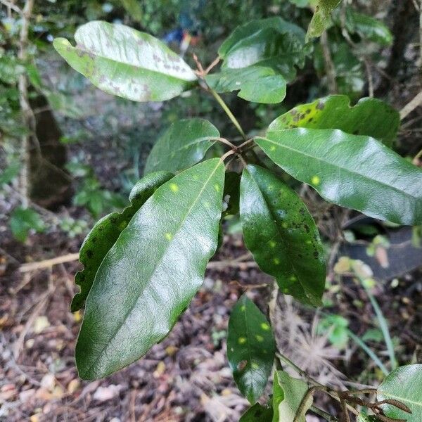 Aextoxicon punctatum Leaf