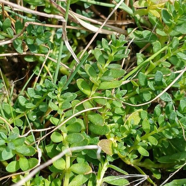 Lysimachia maritima Levél