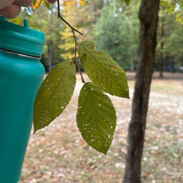 Ostrya virginiana Leaf