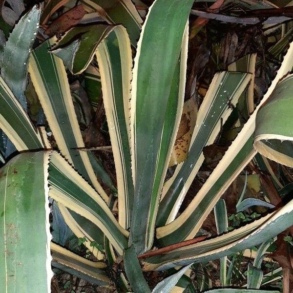Agave americana Feuille