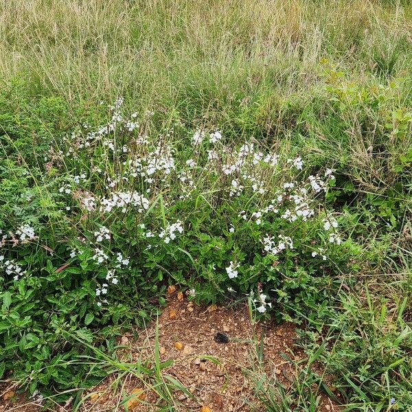 Chascanum hildebrandtii Квітка