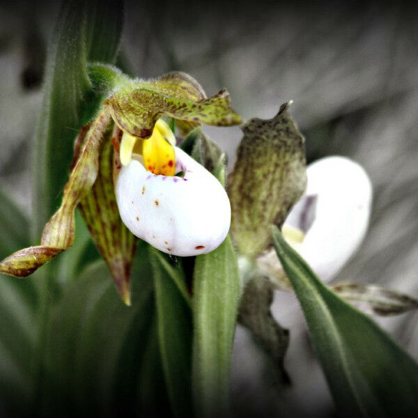 Cypripedium candidum Kvet