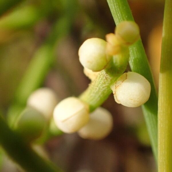 Cassytha filiformis Virág