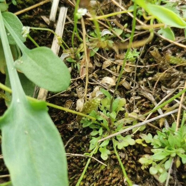 Teesdalia coronopifolia Deilen