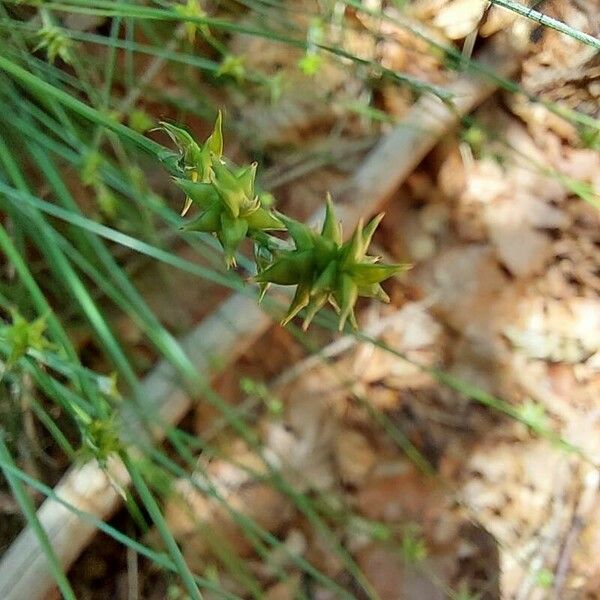 Carex echinata Цветок