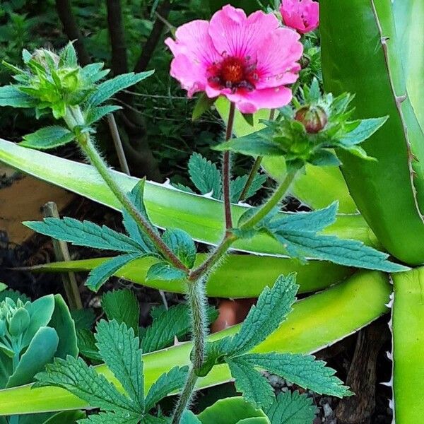 Potentilla nepalensis Plante entière