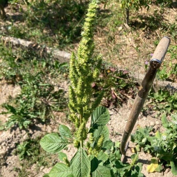 Amaranthus retroflexus Folha