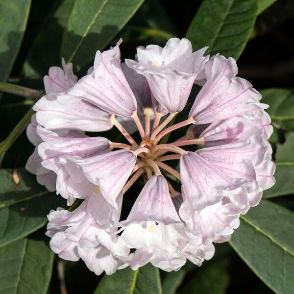 Rhododendron coriaceum Květ