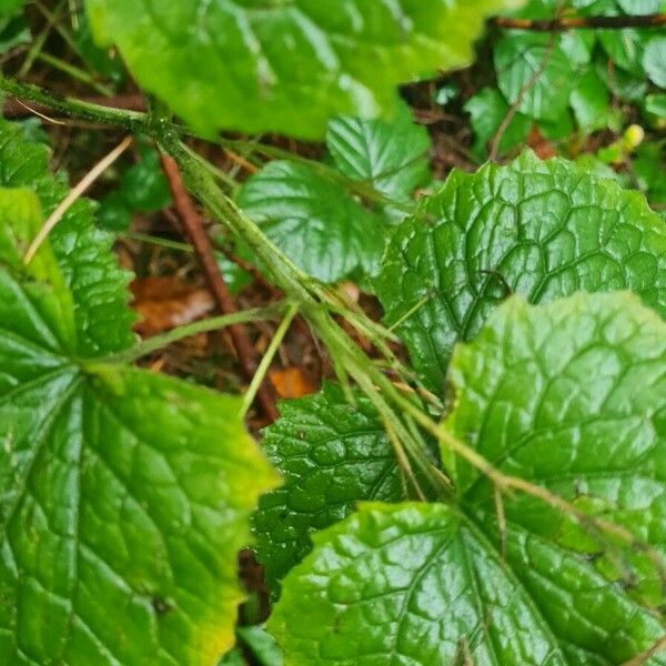 Lunaria rediviva Sonstige