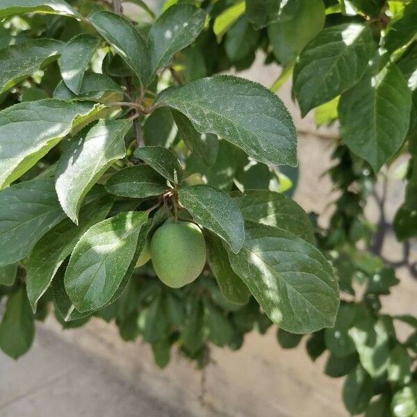 Prunus domestica Levél