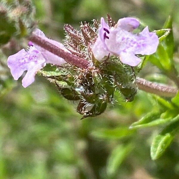 Satureja thymbra Blomma