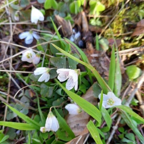 Oxalis acetosella Alkat (teljes növény)