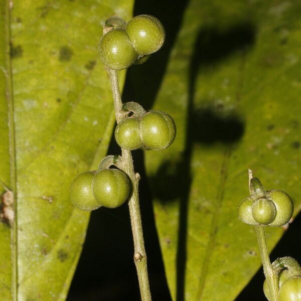 Adenophaedra grandifolia Fruit