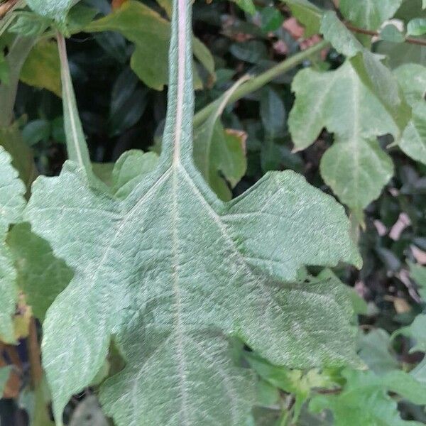 Tithonia rotundifolia Leaf