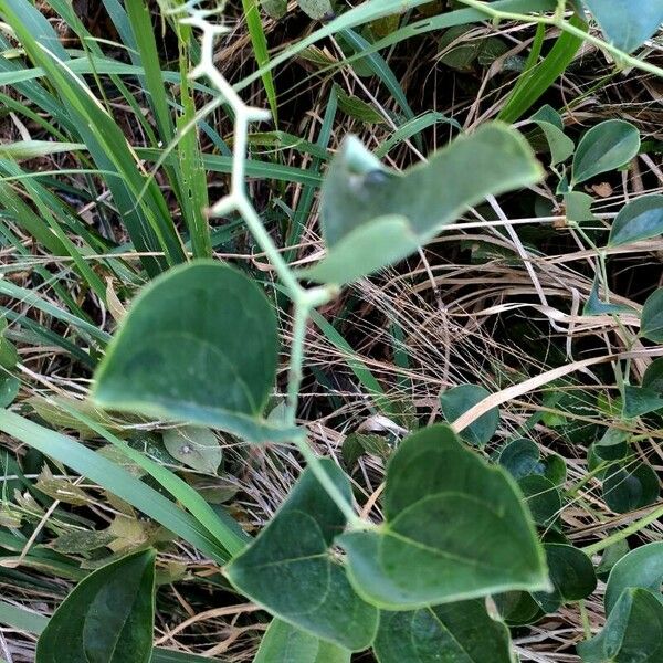 Smilax china Leaf