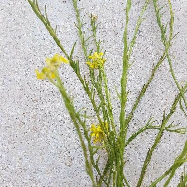 Erysimum virgatum Flor