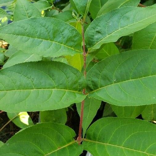 Diervilla lonicera Blad