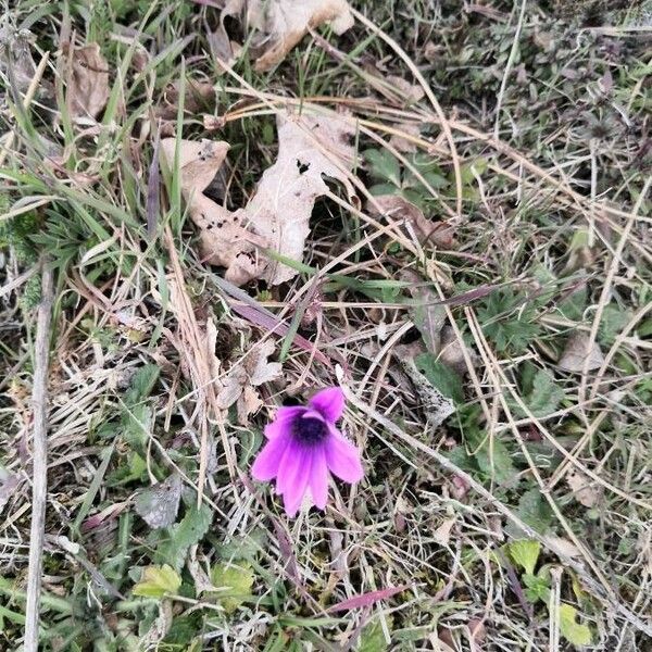 Anemone hortensis Цвят