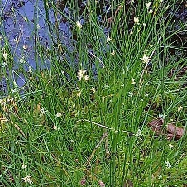 Rhynchospora alba Flower